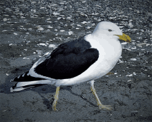 Sea Gull Gull GIF