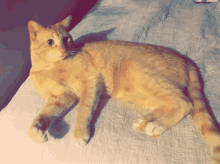 Cat Orange GIF - Cat Orange Tabby GIFs