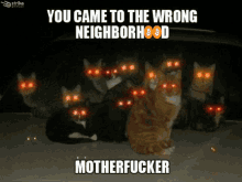 Cats Yellow GIF - Cats Yellow Ic Offender GIFs