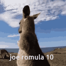 Joe Romula10 Bound GIF