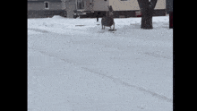 a deer is running in the snow in front of a red fence