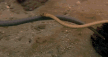Dance Of The Sea Snakes GIF - Saltylove Mating Rituals Sea Snakes GIFs