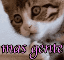 Mas Gente /  Gato / Gatinho  / / Chocada / Chocado GIF - Cat Kitten Shook GIFs