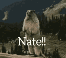 Yell Nate GIF - Yell Nate GIFs