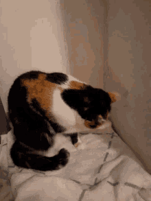 Cats What GIF - Cats What Cute GIFs