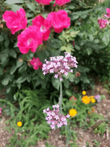 Little Flowers GIF - Little Flowers Nature GIFs