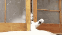 ただいま　猫　ネコ GIF - Tadaima Imhome Cat GIFs