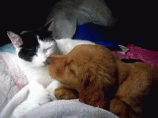 kittens kissing puppies