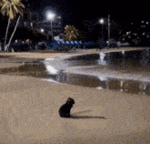 Cat Cat Sea GIF - Cat Cat Sea Ocean GIFs