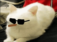 Cat Dope GIF - Cat Dope Smoking GIFs