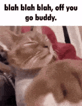 a cat is laying on top of another cat on a bed with the words `` blah blah blah off you go buddy ''