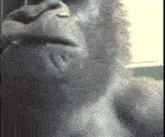 Monkey Gorilla GIF - Monkey Gorilla Gorille GIFs