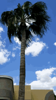Palm Tree Palm GIF - Palm Tree Palm Windy GIFs