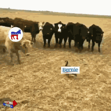 Bernie Versus The Media Bernie Versus Msm GIF