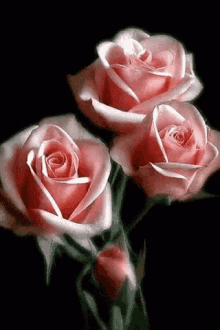 Pink Roses Flowers GIF - Pink Roses Flowers GIFs