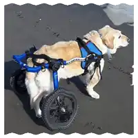 a dog is wearing a blue harness and a wheelchair