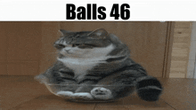 Balls Balls 46 GIF - Balls Balls 46 Cat GIFs