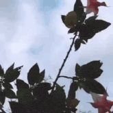 a person 's hand is reaching up towards a flower with a blue sky in the background