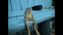 GIF