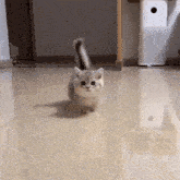 Smol Illegally Smol Cat GIF - Smol Illegally Smol Cat Cute GIFs