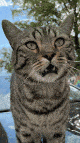 a close up of a cat with its mouth open looking up