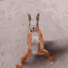 Shake Dance GIF - Shake Dance Squirrel GIFs