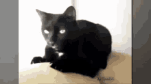 Cat Cat Puke GIF