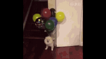 Balloon Dog GIF - Balloon Dog Floating Dog GIFs