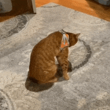 a cat is sitting on a rug wearing a harness and collar .