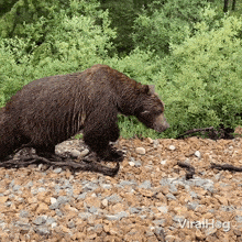 Bear Walking Viralhog GIF - Bear Walking Bear Viralhog GIFs