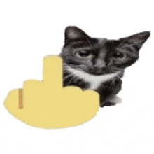 Middle Finger Black Cat GIF - Middle Finger Black Cat Cat GIFs