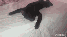 Cat Snoozes Sprawled Out Snoozing GIF
