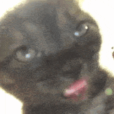 Aphex Twin Cat GIF - Aphex Twin Cat Cat GIFs
