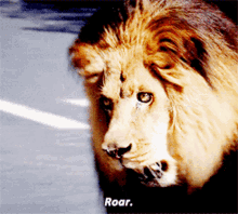 Greys Anatomy Lion GIF - Greys Anatomy Lion Lions GIFs