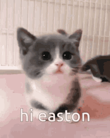 Easton Easton Cat GIF