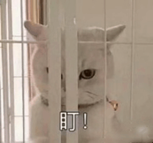 a white cat is sitting in a cage and looking out of it .