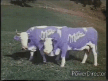 Cows Kuh GIF - Cows Kuh Kühe GIFs