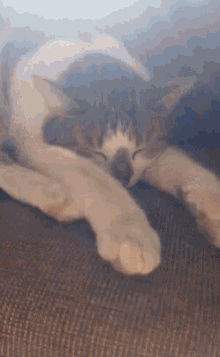 Cat Yawn GIF