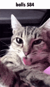a close up of a cat with its tongue out and the words balls584 below it