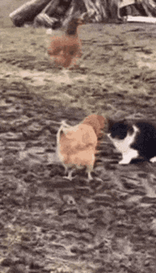 Aslının Kedisi Aslinin Kedisi GIF - Aslının Kedisi Aslinin Kedisi Chicken Cat Fight GIFs