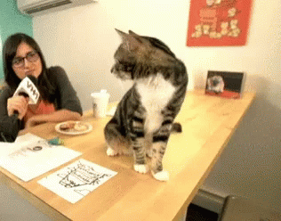 Cat Interview GIF - Cat Interview - Discover & Share GIFs