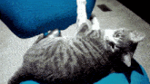 Dacning Smokey GIF - Dacning Smokey Cat GIFs