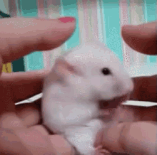 Hamster Surprised GIF - Hamster Surprised Cute GIFs