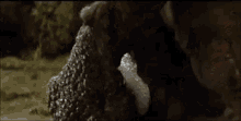 King Kong King Kong Escapes GIF - King Kong King Kong Escapes Gorosaurus GIFs