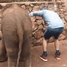 kick elephant silly