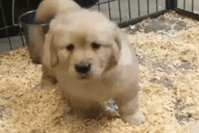 Golden Golden Retriver GIF - Golden Golden Retriver Puppy GIFs
