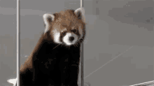 Red Panda Ears GIF - Red Panda Ears GIFs