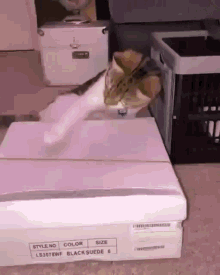Cat With Shoe Box GIF - Cat With Shoe Box GIFs