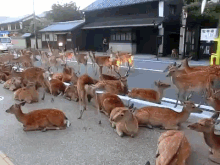 This Seems Normal GIF - Oh Deer Deer Japan GIFs