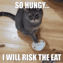 Hungy Cat Risk GIF - Hungy Cat Risk GIFs